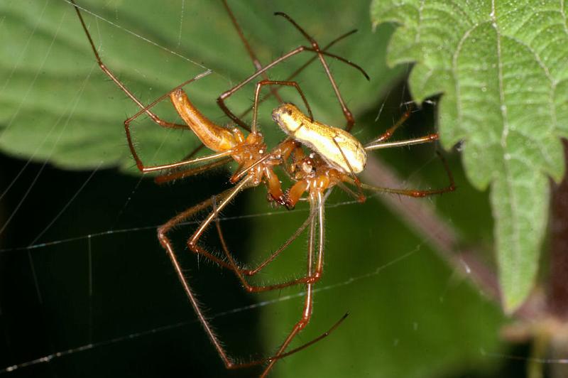 Tetragnatha_montana_D4982_Z_88_Les Gris_Frankrijk.jpg